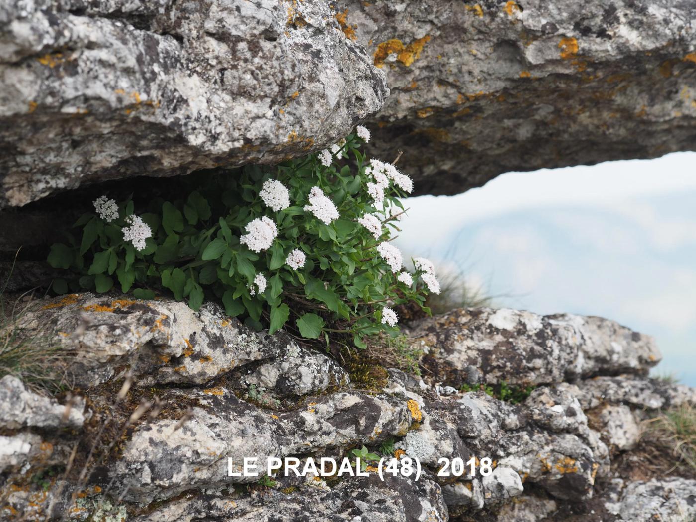 Valerian, Three-leaved plant